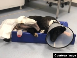 Daria și alți voluntari strâng bani pentru tratamentul animalelor, chiar dacă acesta le prelungește viața cu doar câteva zile sau săptămâni.