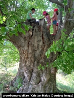 Najdeblja bukva na platformi arboriremarcabili.ro, sa obimom preko sedam metara