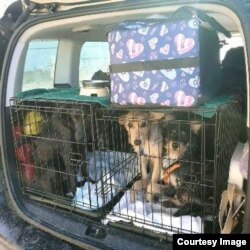 Un alt transport de animale.