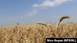 Pamje nga një fushë me grurë