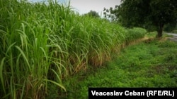 Miscanthus, cultivat pe teritoriul institutului de Genetică.