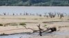 Un câine bea apă dintr-un lac secat. Seceta prelungită riscă să ducă la întreruperi ale energiei electrice, respectiv la pene de curent.