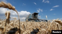 A combine harvests wheat in a field in the Kyiv region. (file photo)