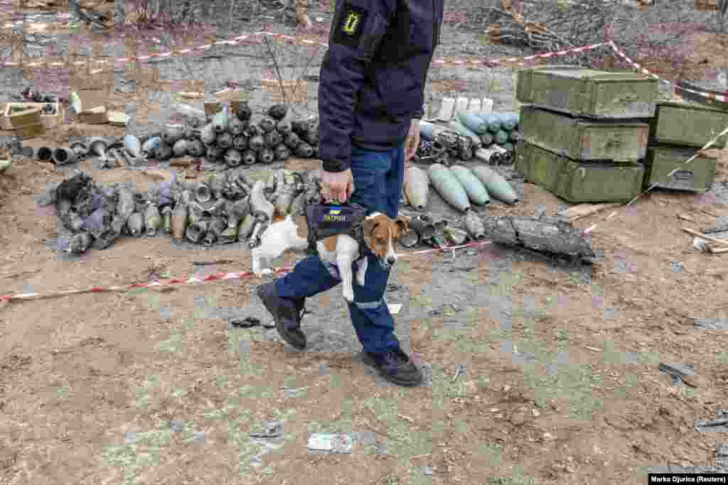 Një anëtar i një ekipi ukrainas për asgjësimin e mjeteve shpërthyese mban një qen të quajtur Patron, pranë Çernihivit. Qeni është i trajnuar për të nuhatur pajisje shpërthyese.