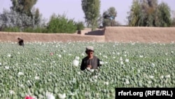 Afganistanski farmer skuplja plodove maka na polju u provinciji Kandahar. Zabeleženo 29. marta 2022.