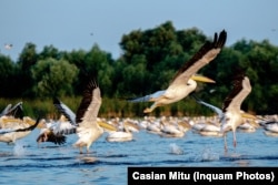 Pelicani pe lacul Furtuna, în zona centrală a Deltei Dunării, judetul Tulcea.