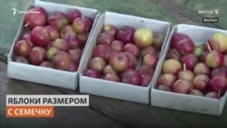 Садовод выращивает карликовые морозостойкие яблоки в Якутии