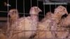 Переселенка з Алчевська розводить перепелів на Львівщині (відео)