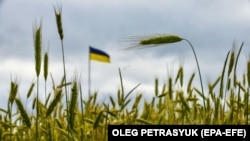 Un câmp de grâu din Ucraina
