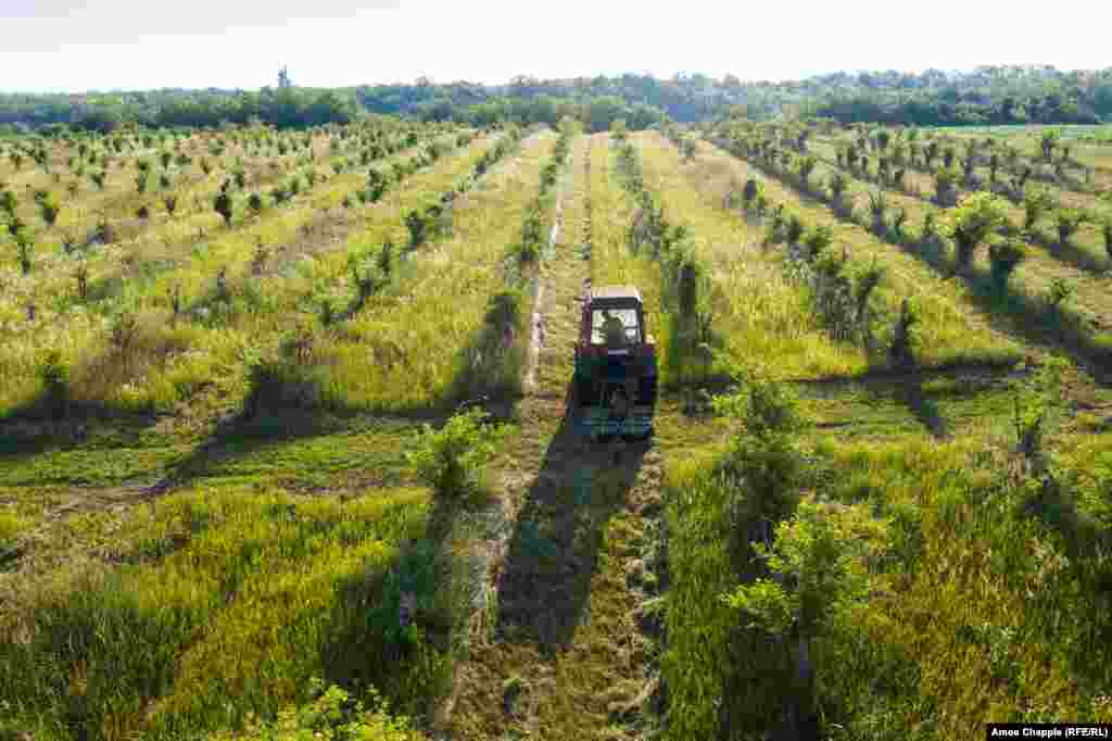 Un fermier lângă lacul Balaton își cultivă livada.