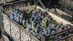 «Սպայկան» չի բացառում հոկտեմբերից բերքի ընդունման դադարեցումը. գյուղացիները մտահոգ են