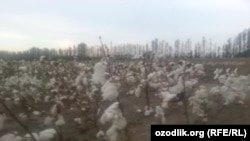 В Куштепинском районе Ферганской области власти, в октябре 2015 года власти Ферганской области, готовясь к возможному приезду в регион премьер-министра страны, заставили местных жителей приклеивать собранный хлопок обратно к кустам хлопчатника.