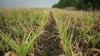 Agricultorii pot amâna plata datoriilor până toamna viitoare