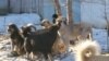 Бродячие собаки в Баткенской области.