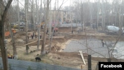 Вырубка чинаровой рощи на шестом квартале жилмассива Чиланзар.