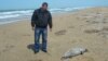 Туша мертвого тюленя на берегу Каспийского моря. Баутино, Мангыстауская область, 27 апреля 2013 года.