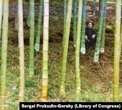 Un muncitor fotografiat într-un pâlc de arbori de bambus lângă Batumi. Cu climatul ei blând, subtropical, în regiunea situată pe coasta Mării Negre puteau fi cultivate diferite culturi exotice care nu ar fi rezistat în altă parte a Imperiului Rus. Bambusul era folosit în mare măsură pentru a face mobilier.