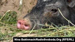 Srbija i Hrvatska su ranije ove godine naredile odstrel divljih svinja zbog bojazni od širenja ove opasne bolesti