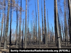 Urmările incendiului de pădure în parcul național.