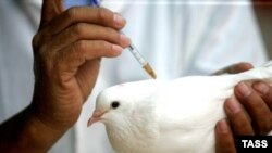Россия готова к возвращению дикой птицы