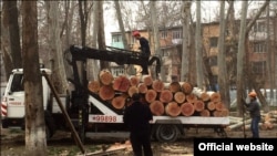 Вырубка многолетних чинар в Ташкенте. 