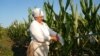 De ce agricultorii moldoveni nu renunță la porumb și nu folosesc hibrizi autohtoni, rezistenți la secetă?